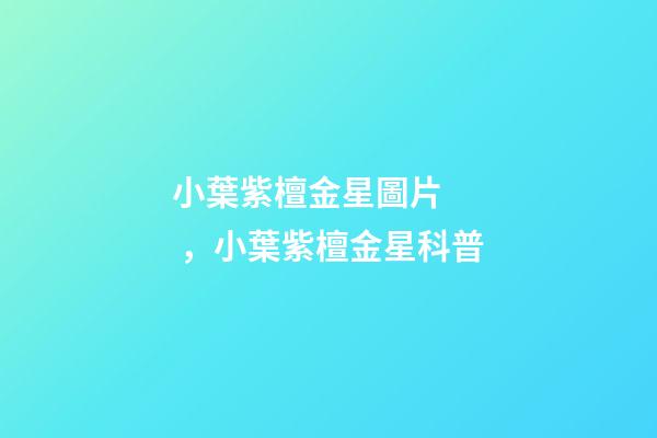 小葉紫檀金星圖片，小葉紫檀金星科普-第1張-觀點(diǎn)-玄機(jī)派